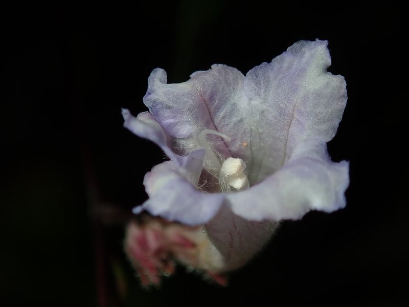 Strobilanthes anisophylla, photographed by Thomas Mesaglio