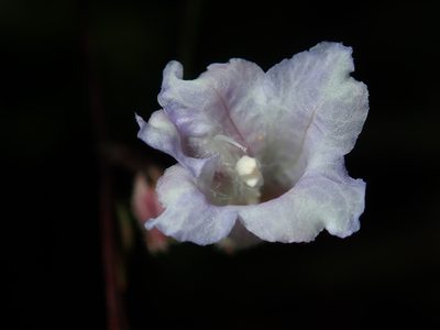 Strobilanthes anisophylla, photographed by Thomas Mesaglio