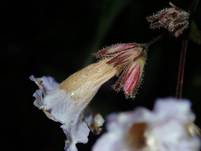 Strobilanthes anisophylla, photographed by Thomas Mesaglio