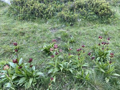 Gentiana purpurea, photographed by Cyril Buslaitue