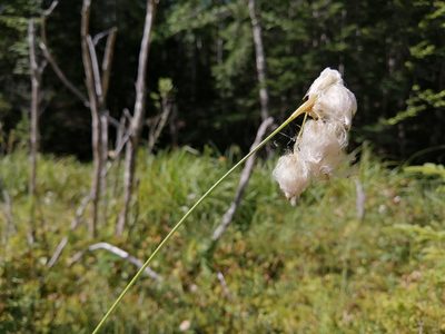Eriophorum tenellum, photographed by agbelliveau