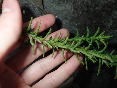 Chloanthes stoechadis, photographed by Thomas Mesaglio