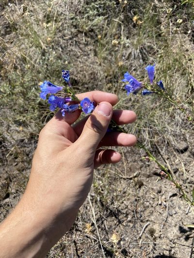 Penstemon cyaneus, photographed by Grant Chovil