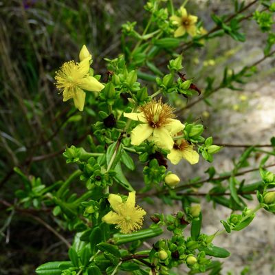 Hypericum lobocarpum, photographed by Laura Clark