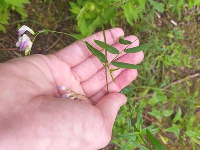 Vicia biennis, photographed by Dmitriy Bochkov