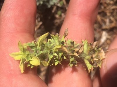 Sideritis montana, photographed by Максим Шумских