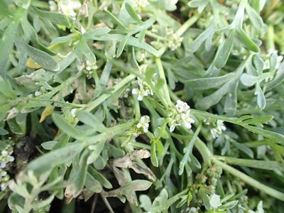 Lepidium coronopus, photographed by Robert H. Wardell