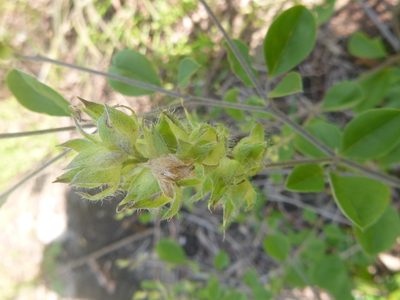 Pediomelum canescens, photographed by cwarneke