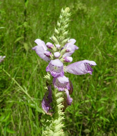 Physostegia digitalis, photographed by Laura Clark