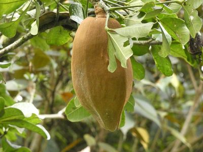 Pachira speciosa, photographed by Luis G Restrepo