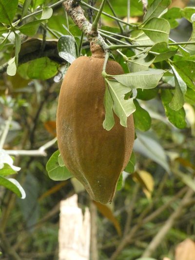Pachira speciosa, photographed by Luis G Restrepo
