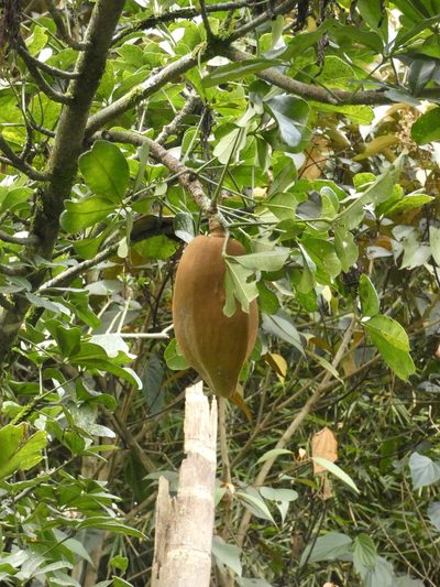 Pachira speciosa, photographed by Luis G Restrepo