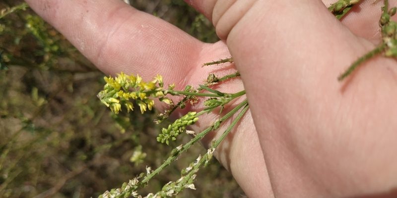 Melilotus dentatus, photographed by Yurii Basov