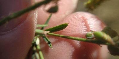 Melilotus dentatus, photographed by Yurii Basov