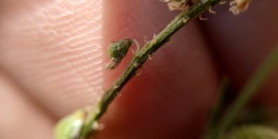 Melilotus dentatus, photographed by Yurii Basov