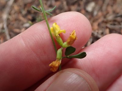 Acmispon junceus, photographed by joergmlpts