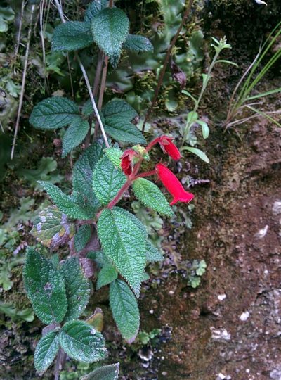 Heppiella ulmifolia, photographed by Julien Renoult