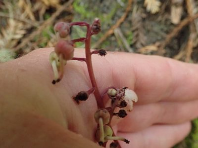 Pyrola aphylla, photographed by joergmlpts
