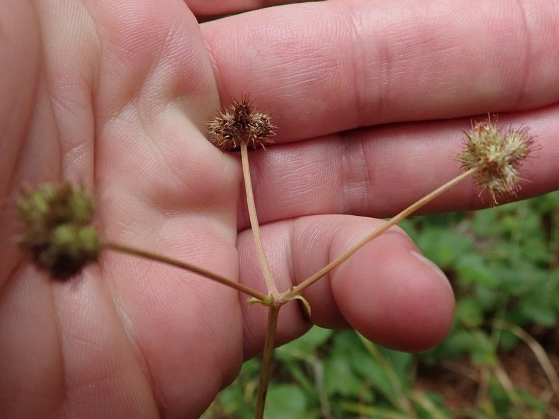 Sanicula hoffmannii, photographed by joergmlpts