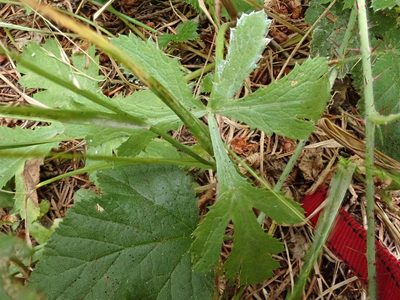 Sanicula hoffmannii, photographed by joergmlpts