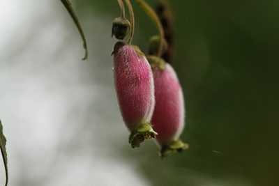 Kohleria affinis, photographed by Julien Renoult