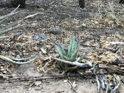 Agave shrevei, photographed by CK2AZ