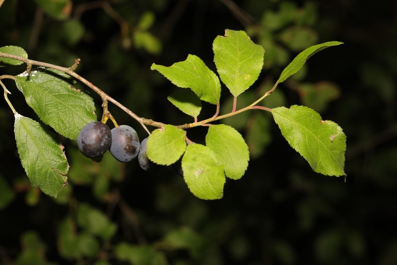 Prunus insititia, photographed by Stephen James McWilliam