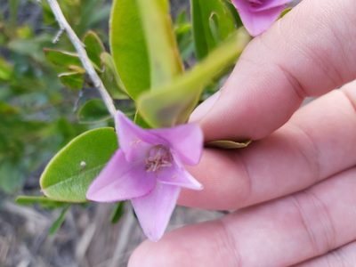 Crowea saligna, photographed by Tim