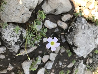 Oxalis caerulea, photographed by colinpena