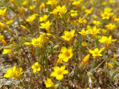 Leptosiphon chrysanthus, photographed by Casey H. Richart