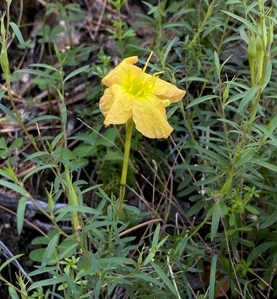 Oenothera toumeyi, photographed by desertnaturalist