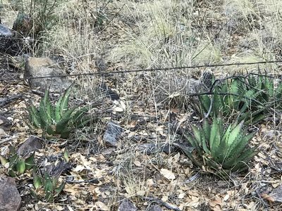 Agave shrevei, photographed by CK2AZ