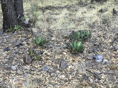 Agave shrevei, photographed by CK2AZ