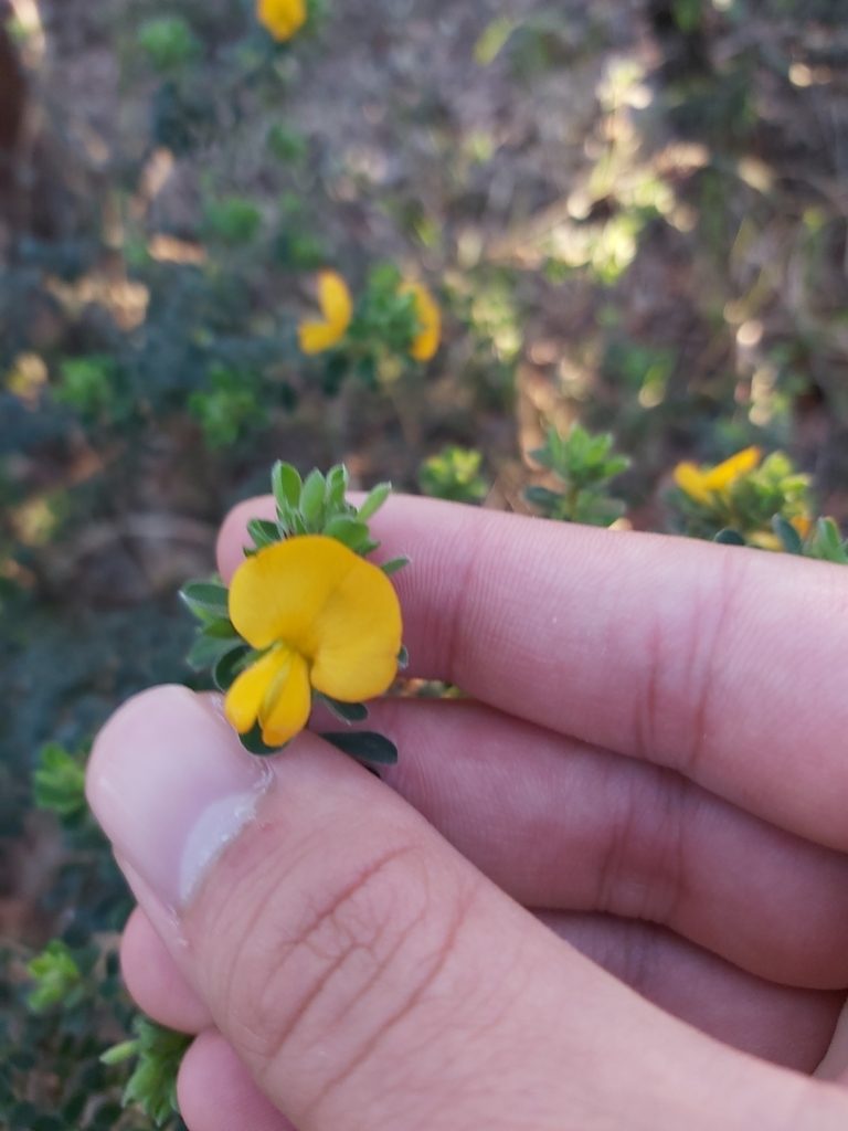 Pultenaea ferruginea, photographed by Tim