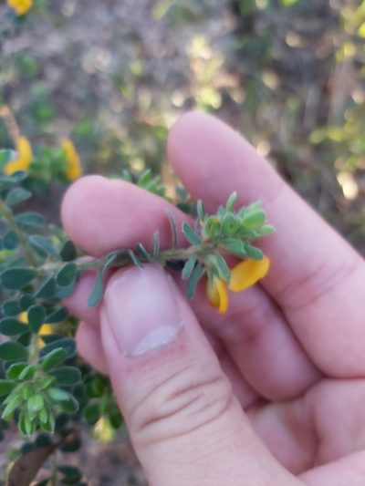 Pultenaea ferruginea, photographed by Tim
