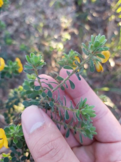 Pultenaea ferruginea, photographed by Tim