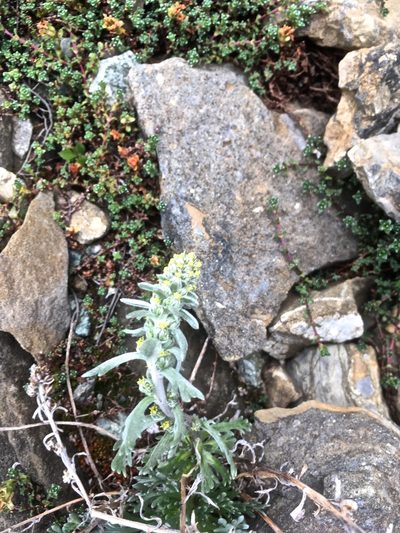 Artemisia genipi, photographed by Karsten Rohweder