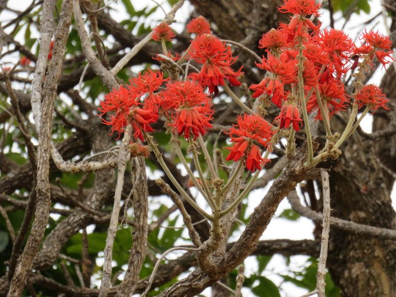 Erythrina abyssinica, photographed by Jonathan Whitaker