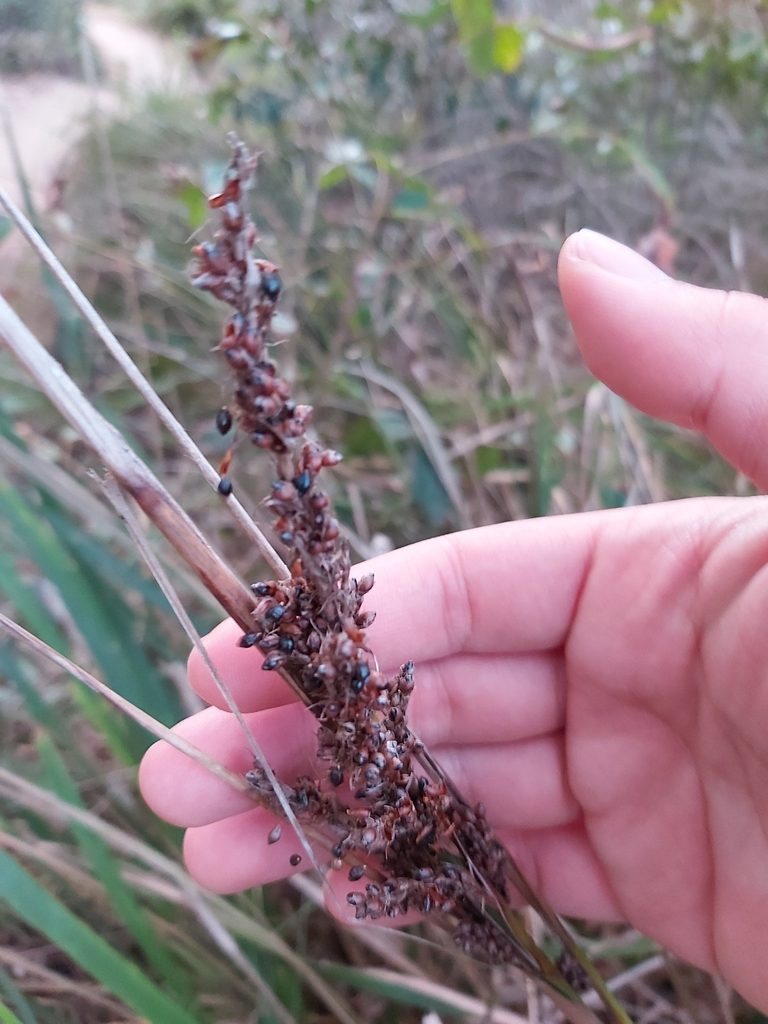 Gahnia melanocarpa, photographed by Tim