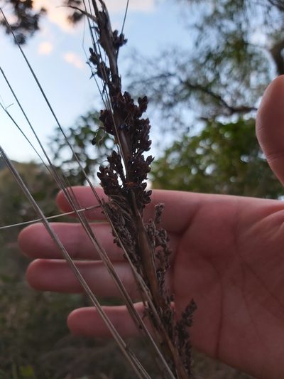 Gahnia melanocarpa, photographed by Tim