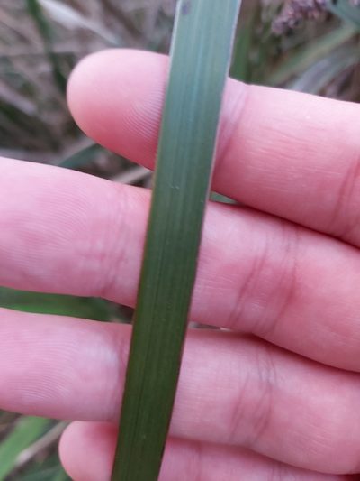 Gahnia melanocarpa, photographed by Tim
