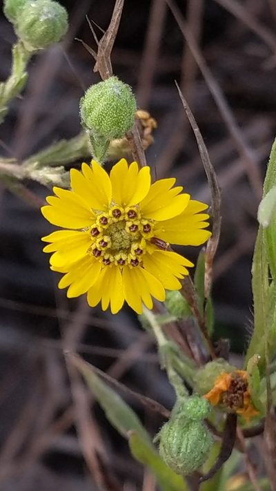 Deinandra increscens, photographed by George Williams