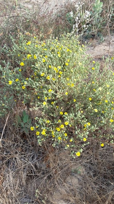 Deinandra increscens, photographed by George Williams