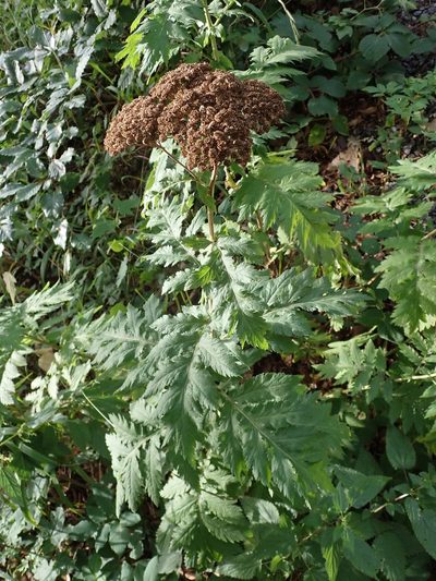 Tanacetum macrophyllum, photographed by agujaceratops