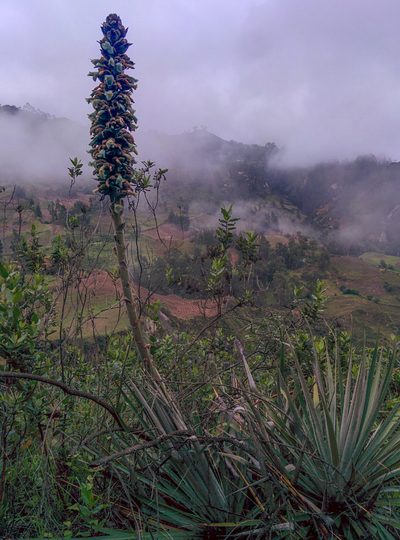 Puya retrorsa, photographed by Julien Renoult