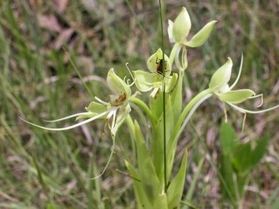Habenaria gourlieana, photographed by Mario Barroso