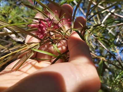 Grevillea diffusa, photographed by Tim