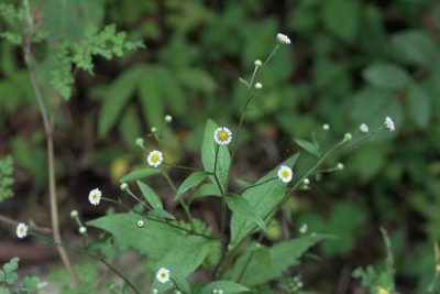 Myriactis wightii, photographed by Ramnarayan K