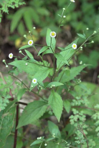 Myriactis wightii, photographed by Ramnarayan K