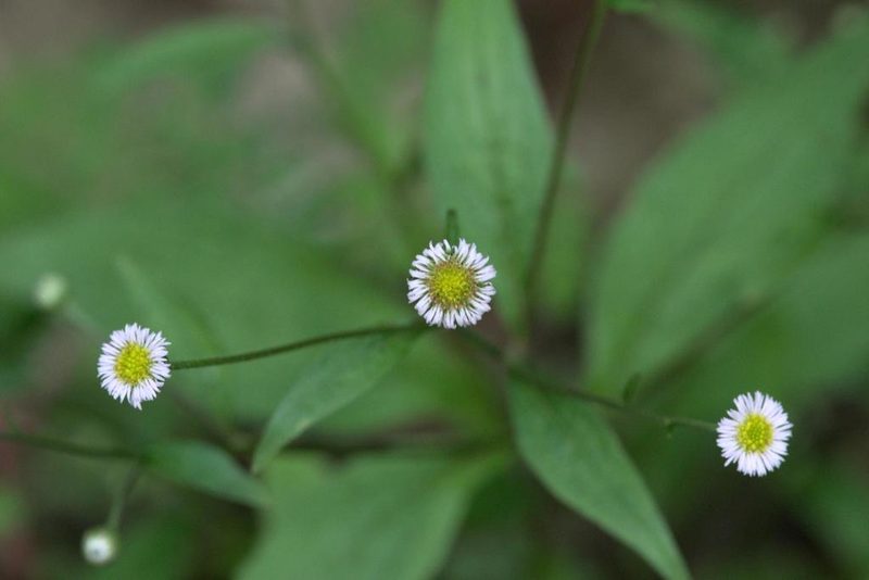 Myriactis wightii, photographed by Ramnarayan K